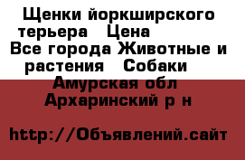 Щенки йоркширского терьера › Цена ­ 20 000 - Все города Животные и растения » Собаки   . Амурская обл.,Архаринский р-н